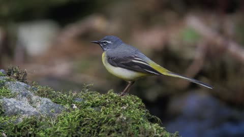 The Grey Wagtail: Close Up HD Footage (Motacilla cinerea)