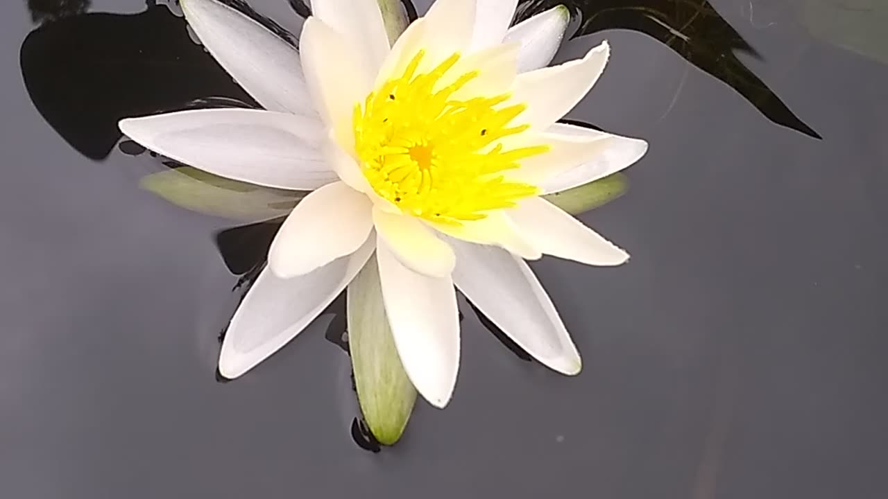 Water Lily