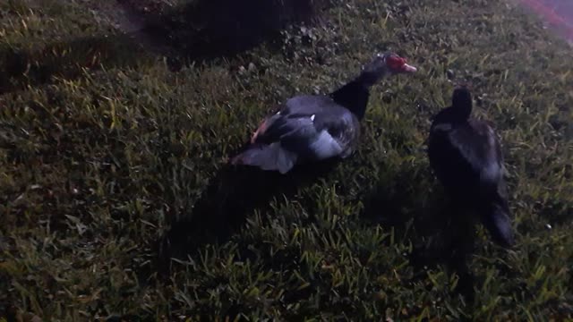 Ducks Relaxing In Morning