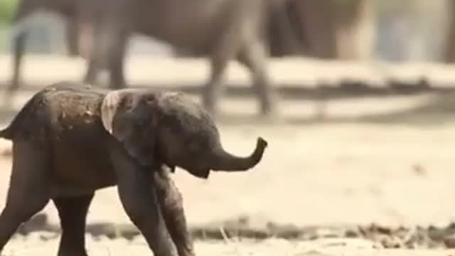 Baby Elephant first time trying to walking