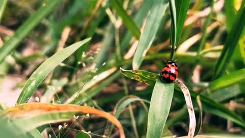 Lady Bird