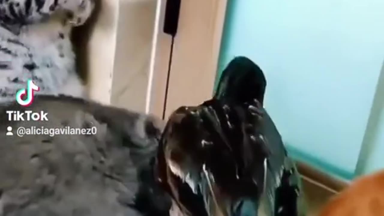 Funny video 🤣🤣🤣