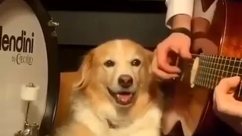 Must watch amazing dog