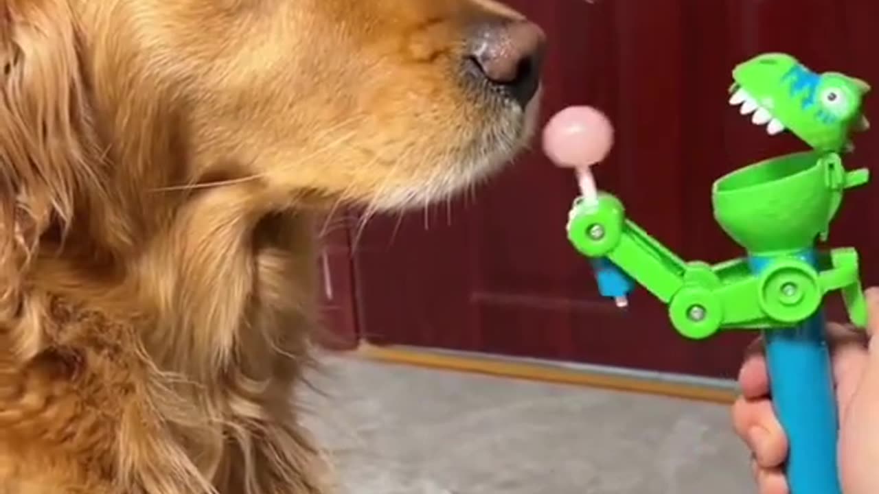 Dog funny video