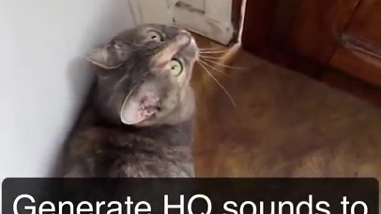 Funny Animals (dont laugh)🤣