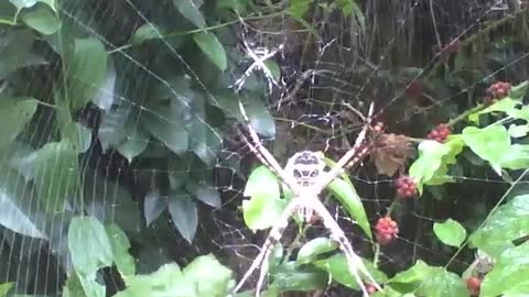 2 aranhas de jardim no parque próximo a floresta, há folhas e frutos em volta [Nature & Animals]