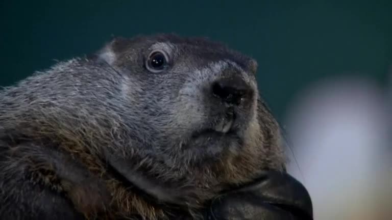 Groundhog predicts six more weeks of winter