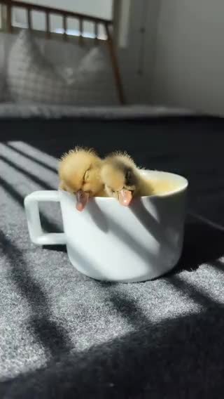 Tre paperini sonnacchiosi