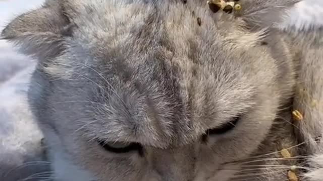 Little hamster eating on her friends