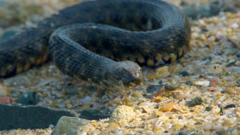 A swimming Snake