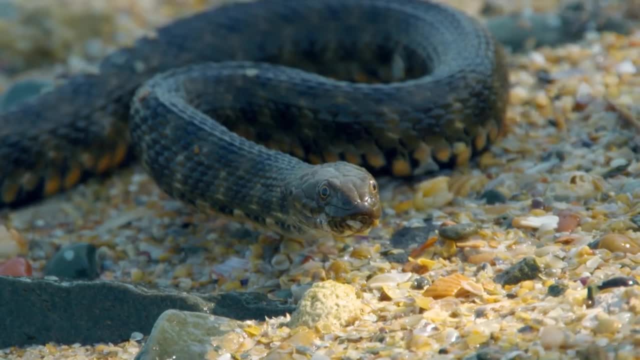 A swimming Snake