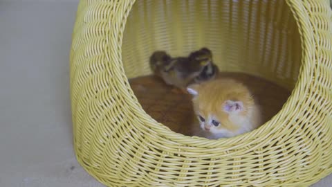 Kitten Pudding is Trying To Say Stay Away From My Chicks With a Cute Sleepy Face