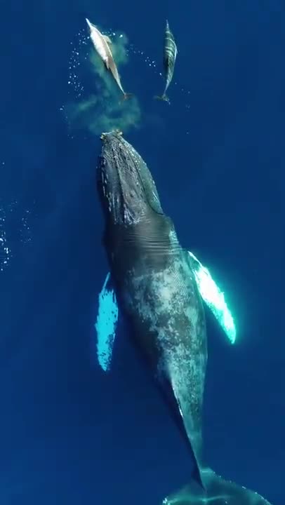 Humpback Whale Sounds With Dolphins