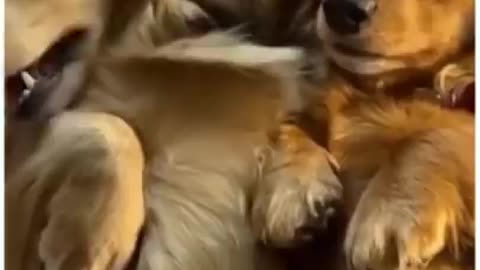 Top Funny Cute Dog Videos and Compilation #short