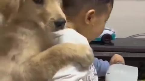 Funny animal video