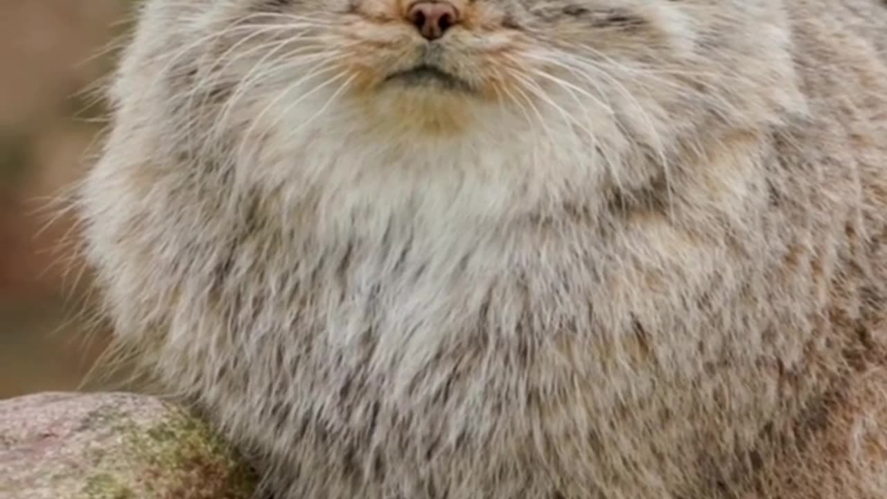 Pallas’ Cat aka puffy Face Kitty 😊