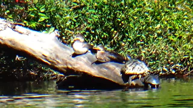 Mergansers and Turtles