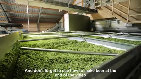 How Beer Is Made From Hops - Hops Cultivation and Harvest - Hops Processing Factory