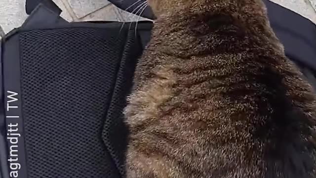 It_s meow backpack now