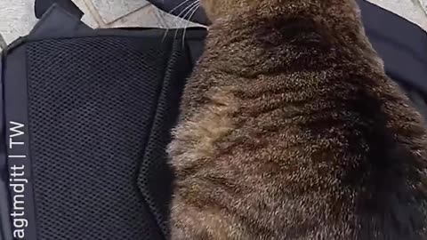 It_s meow backpack now