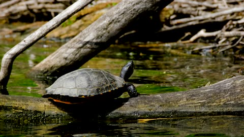 Turtle Tortoise Tortoise Shell