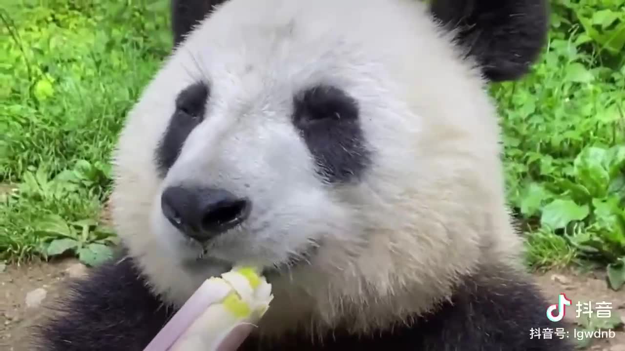 Pandas eat bamboo shoots