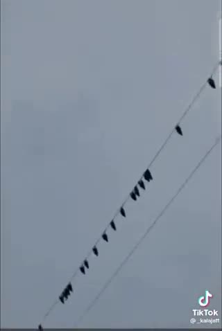 birds being targeted by energy weapons and the TV will call it "bird flu...."