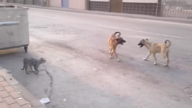 cats vs dog very fun #2