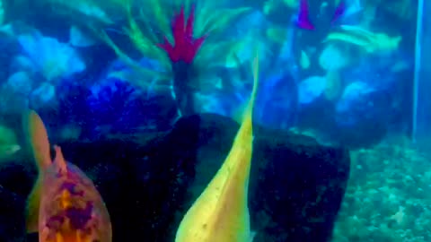 Filmed at my Work Place...Fishes