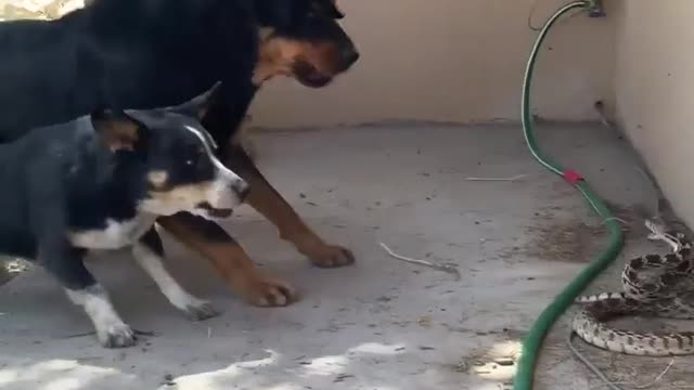 Cat vs dog vs snake