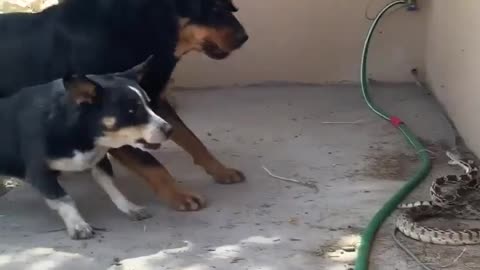 Cat vs dog vs snake