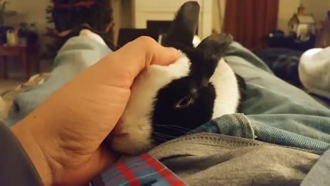 Rabbit learns he likes petting