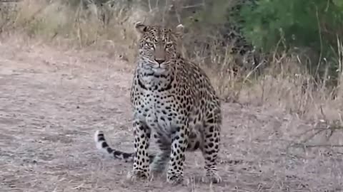 Riot! Hungry Leopard Risked himself Burst into People's Houses Hunt Dogs And Was Beaten mercilessly