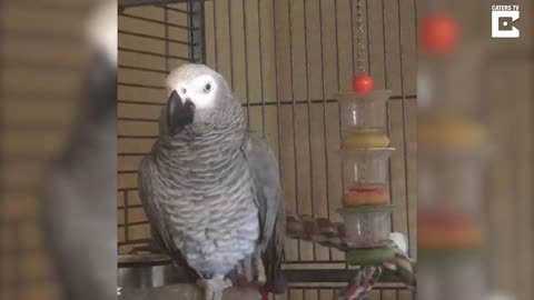 Annoyed Parrot Tells Dog Off For Barking Too Much