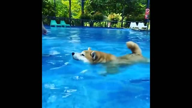 Cute and Funny Cat Dog