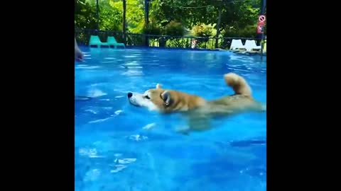 Cute and Funny Cat Dog