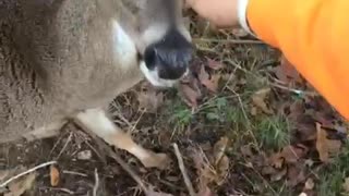 Don’t Pet Wild Deer
