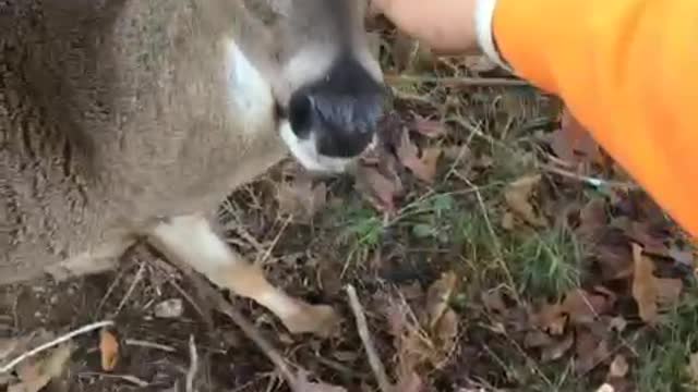 Don’t Pet Wild Deer
