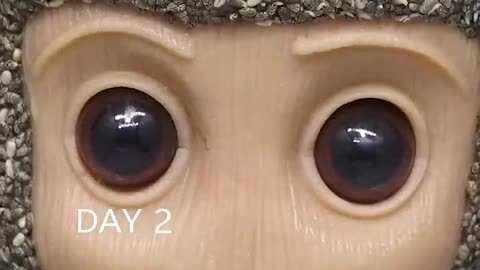 Growing Chia Seeds with Groot - Time Lapse