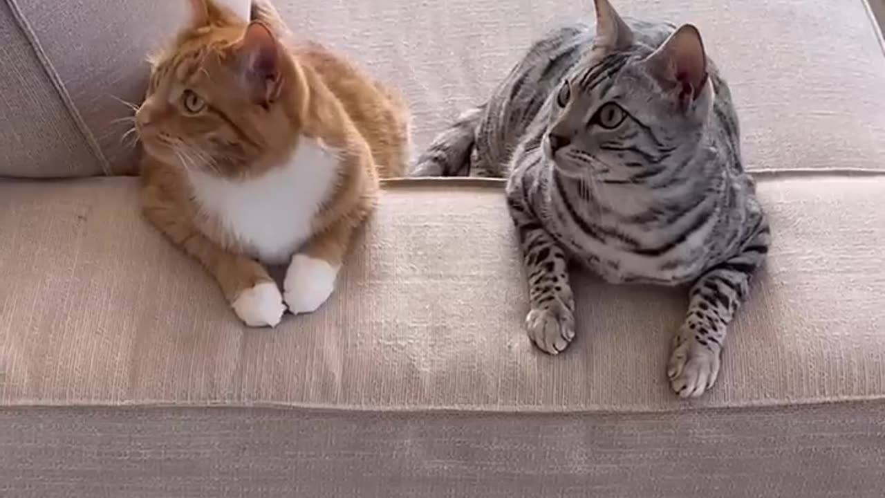 When our cat have a solution to everything
