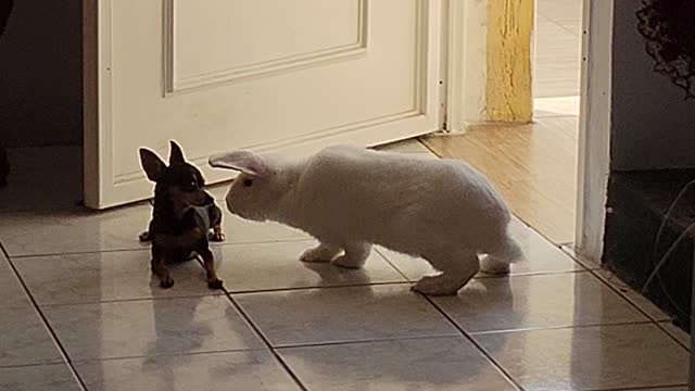 Rabbit and dog first time
