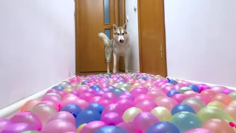 No One Will Pass Here! Dogs And Cats Against Water Balloons