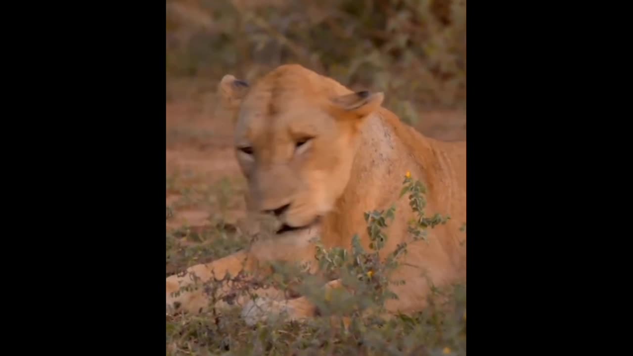 Lion/Simba🦁