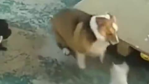 Cat Gets Revenge For Dog Friend