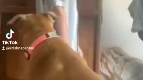 Animals Videos Compilation | Funny and Cute Moment of the Animals #3 Cutest Animals -