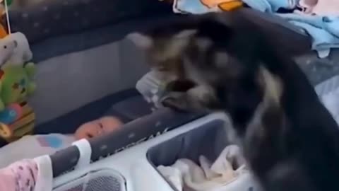 Cute chaos daily! 🐾😄 #cats #shorts #viral #pets #Reels #Animalspoorly