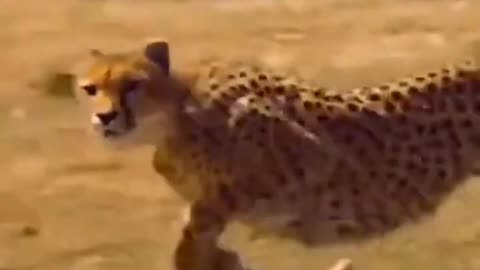 Funny animal video in taigar