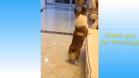 Funniest Animals - Best Of The Funny Animal Videos.. 🤣🐶