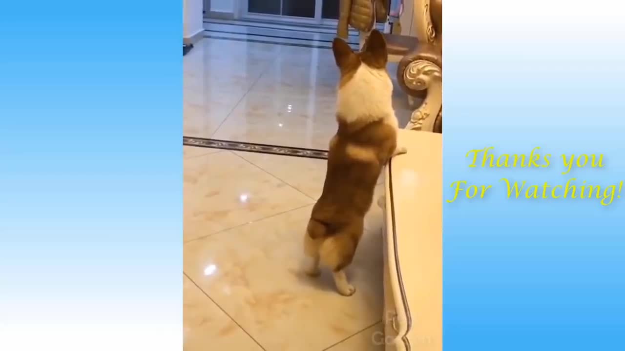 Funniest Animals - Best Of The Funny Animal Videos.. 🤣🐶