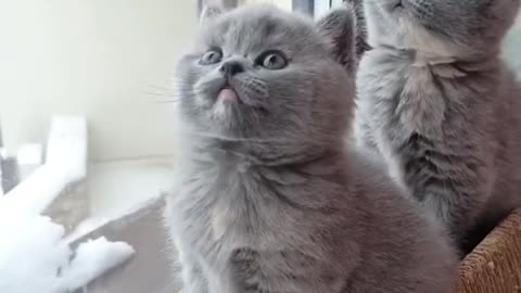 Very cute cat 🐱🐱🐱 !!! Cute cat videos pussy video
